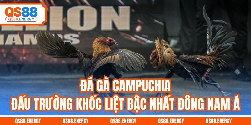 Đá Gà Campuchia - Đấu Trường Máu Lửa Bậc Nhất Đông Nam Á
