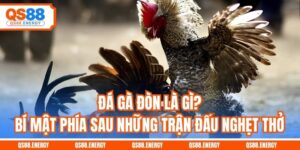 Đá Gà Đòn Là Gì? Bí Mật Phía Sau Những Trận Đấu Nghẹt Thở
