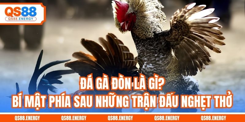 Đá Gà Đòn Là Gì? Bí Mật Phía Sau Những Trận Đấu Nghẹt Thở