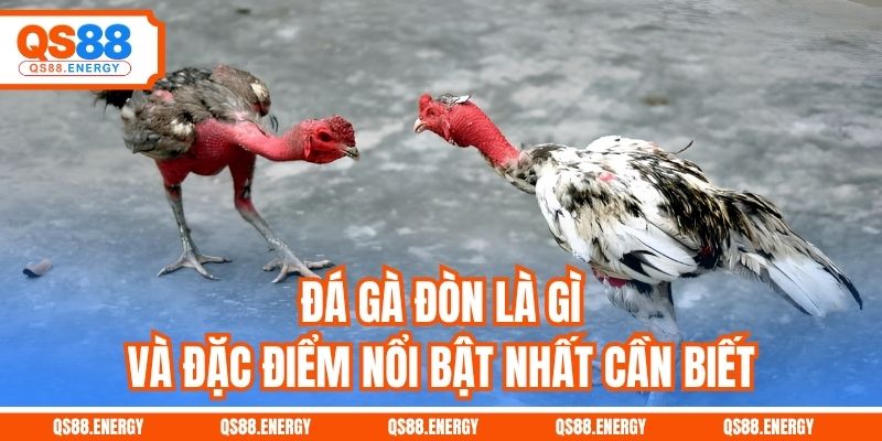 Đá gà đòn là gì và đặc điểm nổi bật nhất cần biết