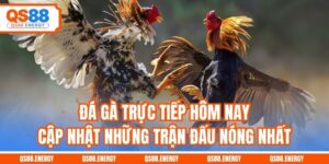 Đá Gà Trực Tiếp Hôm Nay - Cập Nhật Những Trận Đấu Nóng Nhất