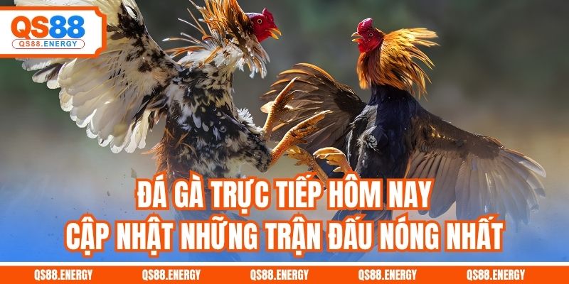 Đá Gà Trực Tiếp Hôm Nay - Cập Nhật Những Trận Đấu Nóng Nhất