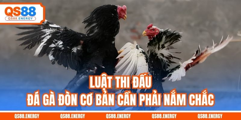 Luật thi đấu đá gà đòn cơ bản cần phải nắm chắc
