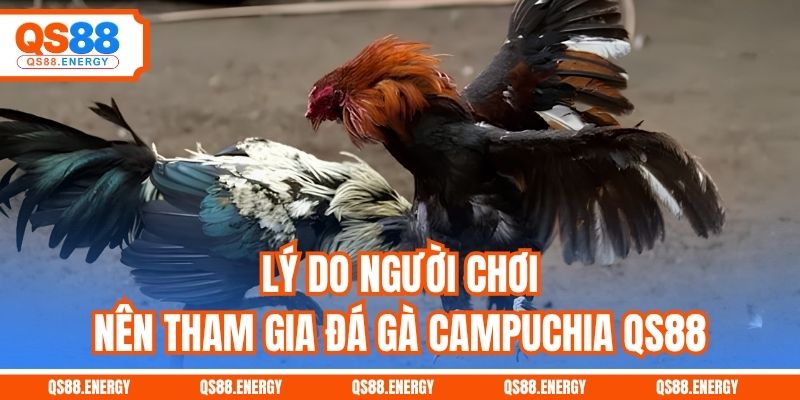 Lý do người chơi nên tham gia đá gà Campuchia QS88