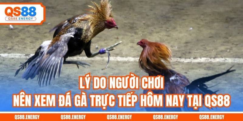 Lý do người chơi nên xem đá gà trực tiếp hôm nay tại QS88