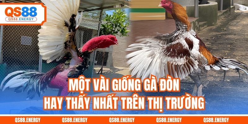 Một vài giống gà đòn hay thấy nhất trên thị trường