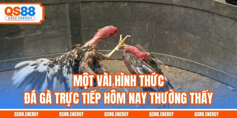 Một vài hình thức đá gà trực tiếp hôm nay thường thấy