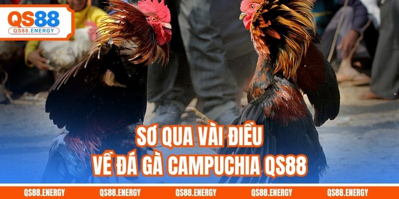 Sơ qua vài điều về đá gà Campuchia QS88