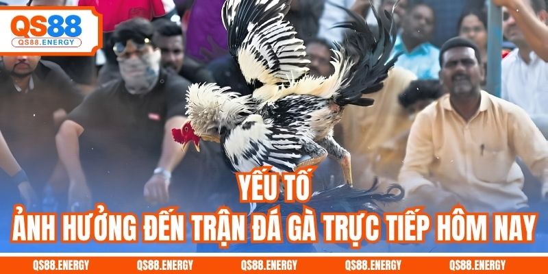 Yếu tố ảnh hưởng đến trận đá gà trực tiếp hôm nay